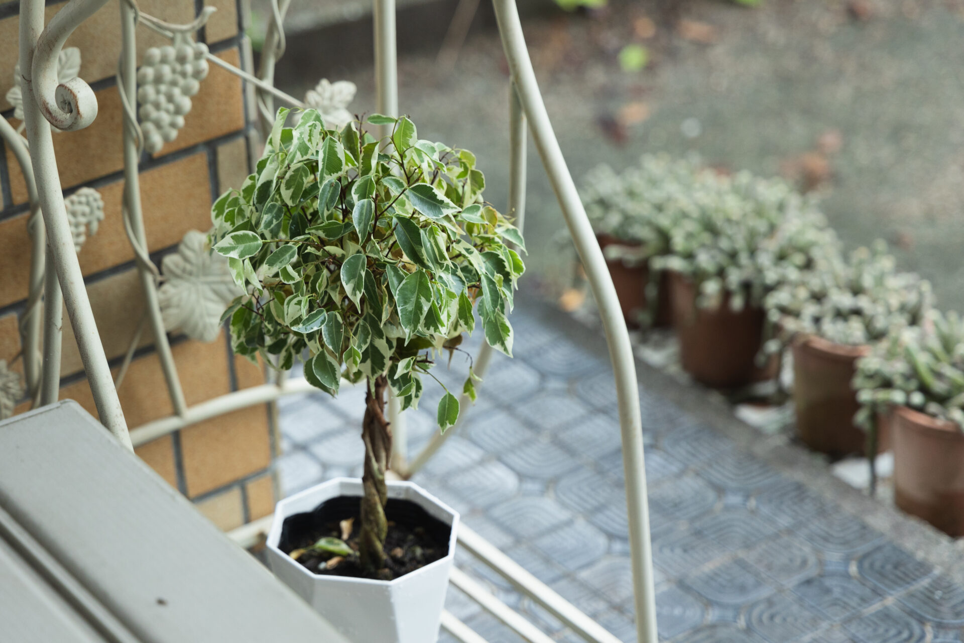 Ficus benjamina starlight 4.