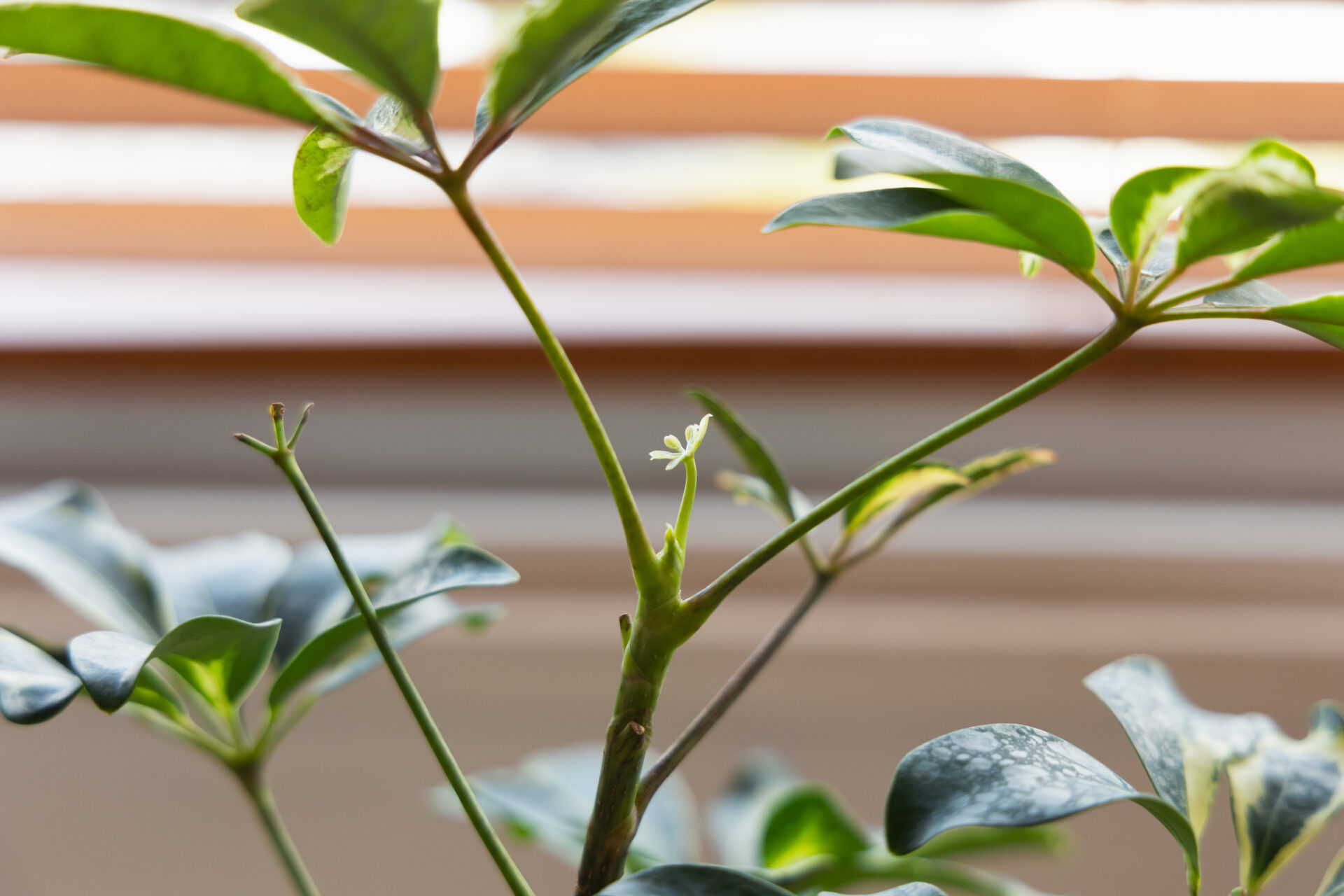 Schefflera sprout 1.