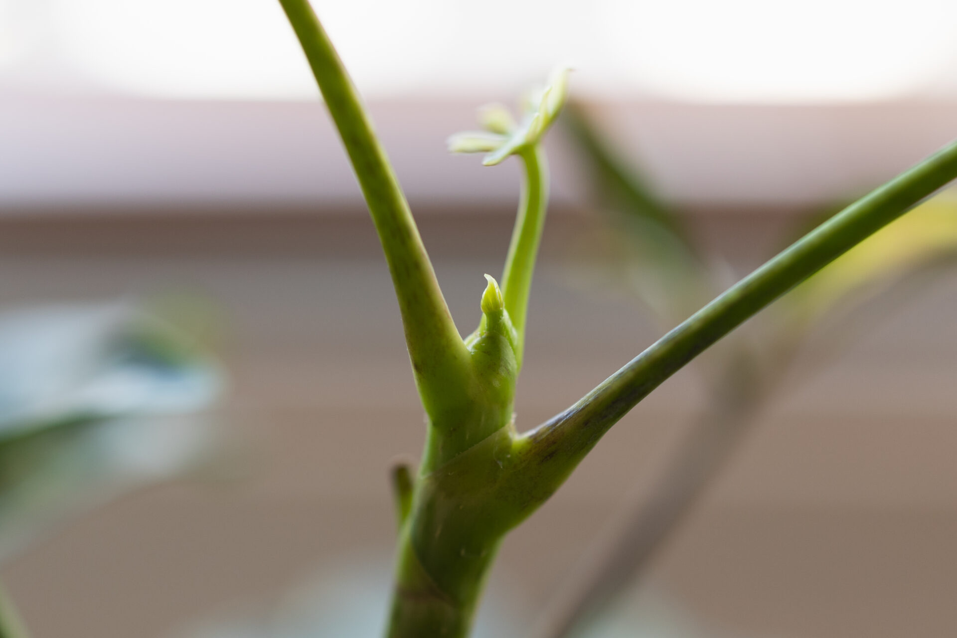 Schefflera sprout 3.